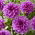 Dalia - Lilac Time - Dahlia - Tuberculi