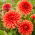 Dália - Orange Sunrise - Dahlia - Gumó