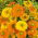 Havemorgenfrue - Greenheart - Calendula officinalis - Nem at dyrke, etårig plante til solrige steder - Friske frø