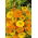 Havemorgenfrue - Greenheart - Calendula officinalis - Nem at dyrke, etårig plante til solrige steder - Friske frø