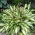 Hosta, Plantain Lily Cherry Berry