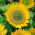 Sunflower - Green Hobbit - Helianthus annuus - 100 g - Brightest green, longest-flowering sunflower - Fresh Seeds