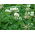 Trifoglio bianco - Haifa - Trifolium repens - 1 kg - Crescita vigorosa con rapida ricrescita dopo il taglio - Semi Freschi