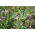 Alfalfa - Eugenia - Medicago sativa - 0,5 kg - Ideal for Silage, Green Manure & Dryland Farming - Fresh Seeds
