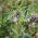 Alfalfa - Eugenia - Medicago sativa - 0,5 kg - Ideal for Silage, Green Manure & Dryland Farming - Fresh Seeds