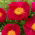 Pivónia - Scarlett O'Hara - Paeonia - Voľnokorenná sadenica