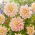 Dahlia - Break Out - Knolde
