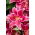 Lilium, Tree Lily - El Capitan - Bulb