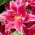 Lilium, Tree Lily - El Capitan - Bulb