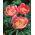 Peonía - Lovely Rose - Paeonia - Bulbo