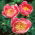 Peonía - Lovely Rose - Paeonia - Bulbo