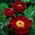 Pioenroos - Illini Warrior - Paeonia - Wortelstok