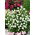 Gomphrena Globosa - bianco - Gomphrena globosa - Bianco puro, fioritura eterna - Semi Freschi