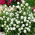 Gomphrena Globosa - bianco - Gomphrena globosa - Bianco puro, fioritura eterna - Semi Freschi