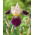 Baardiris - Salonique - Iris - Wortelstok
