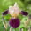 Baardiris - Salonique - Iris - Wortelstok