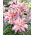Dubbelbloemige Lelie - Broken Heart - Lilium - Bloembollen
