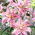 Dubbelbloemige Lelie - Broken Heart - Lilium - Bloembollen