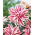 Gefüllte Lilie - Magic Star - Lilium - Blumenzwiebel