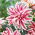 Gefüllte Lilie - Magic Star - Lilium - Blumenzwiebel