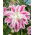 Plnokvětá lilie - Sweet Rosy - Lilium - cibulka