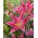 Crin oriental - Mount Cook - Lilium - Bulbi
