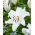 Lirio oriental - Santander - Lilium - Bulbos