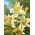 Lys oriental - Auratum - Lilium - Bulbes