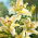 Lirio oriental - Auratum - Lilium - Bulbos