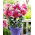 Oosterse Dwerglelie - Gentle Romance - Lilium - Bloembollen