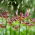 Giglio martagone - Alberta Morning - Lilium - Bulbi