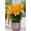 Giglio nano - Lava Joy - Lilium - Bulbi