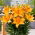 Giglio nano - Lava Joy - Lilium - Bulbi