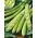 Broad Bean - Superaguadulce - Best yield, creamiest texture - Fresh Seeds