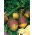 Swede, Rutabaga - Best of All - Best storage, richest winter flavour - Fresh Seeds