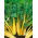Swiss Chard - Bright Yellow - Brightest, most striking yellow stems - Fresh Seeds