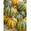 Pumpkin - Americana Tonda - Boldest shape, most decorative heirloom variety - Fresh Seeds