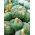 Zucca - Marina di Chioggia - Gusto autentico e consistenza nocciolata - Semi Freschi