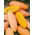 Sütőtök - Pink Banana Jumbo - Lenyűgöző méret, édes banános íz - Friss vetőmagok
