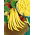 Dwarf Bean - Kinghorn Wax - Most tender, finest buttery taste - Fresh Seeds