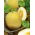 Melón - Oranje Ananas - Šťavnatá oranžová chuť - Čerstvé semená