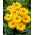 Napszemvirág - Heliopsis helianthoides - szabadgyökerű növény