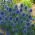 Máčka plocholistá - Planum - Eryngium - kořenová sazenice