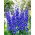 Rittersporn - Blauw - Delphinium - Wurzelnackte