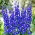 Rittersporn - Blauw - Delphinium - Wurzelnackte