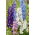 Delphinium - Gemengd - Rhizome