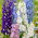 Delphinium, Larkspur - Mix