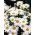 Margarita Grande - Alaska - Leucanthemum - Raíces desnudas en bolsa