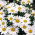 Margarita Grande - Alaska - Leucanthemum - Raíces desnudas en bolsa