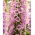 Naprstak - Dottie Rose - Digitalis - rizom